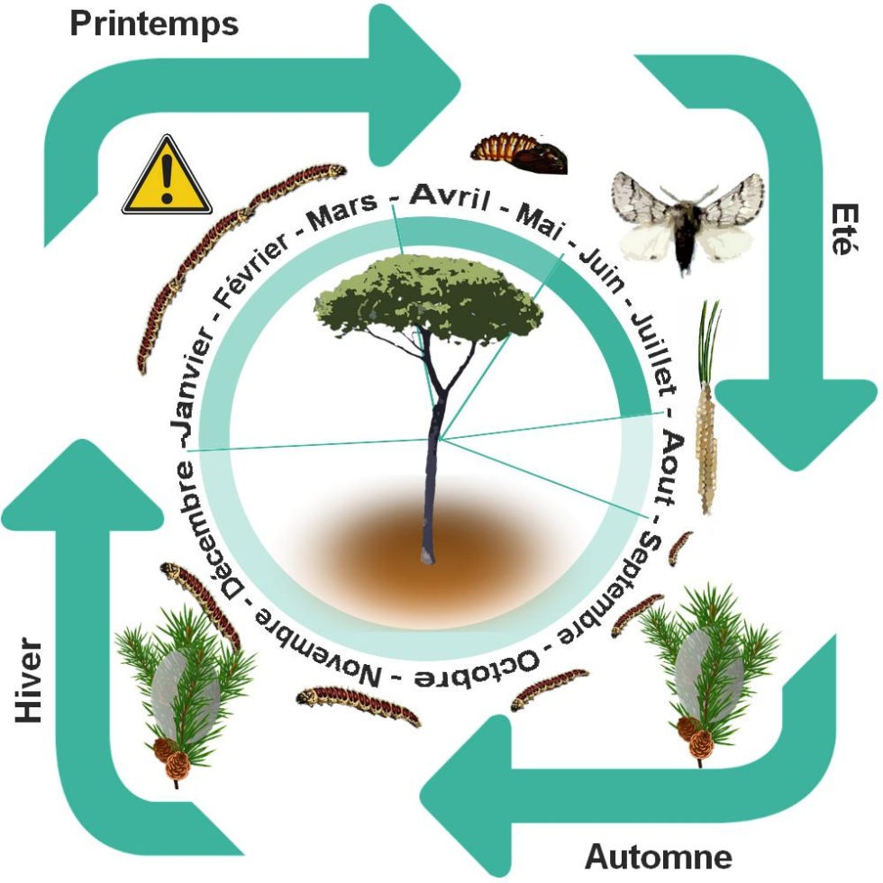 Se Débarrasser des Chenilles Processionnaires Eden Vert 3D Val d'Oise
