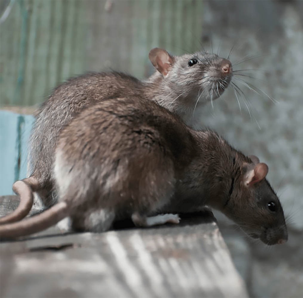 rats et souris
