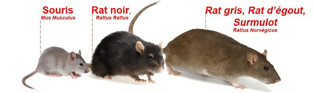 Comment se débarrasser des souris et des rats - Eden Vert 3D Val d'Oise