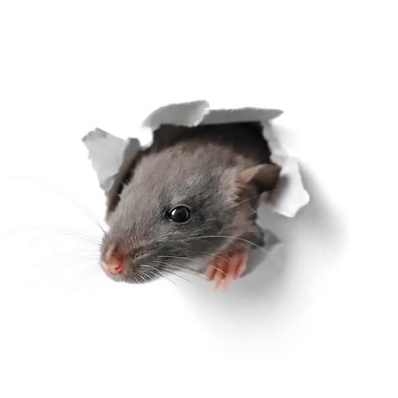 Dératisation Rats & Souris - Eden Vert 3D Val d'Oise