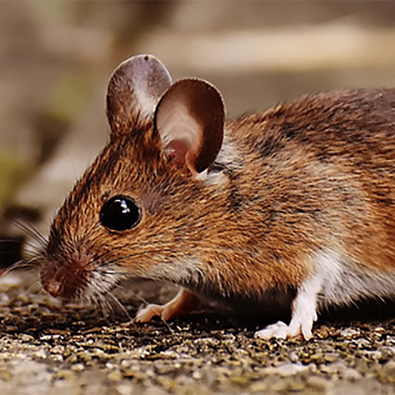 Dératisation à Chauffailles - élimination rat et souris